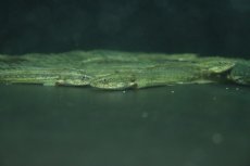 画像3: 【淡水魚】激安 ポリプテルス sp ダボラ  ダボラ産 ワイルド【1匹 サンプル画像】(±10cm)(大型魚)(生体)(熱帯魚)NKO (3)