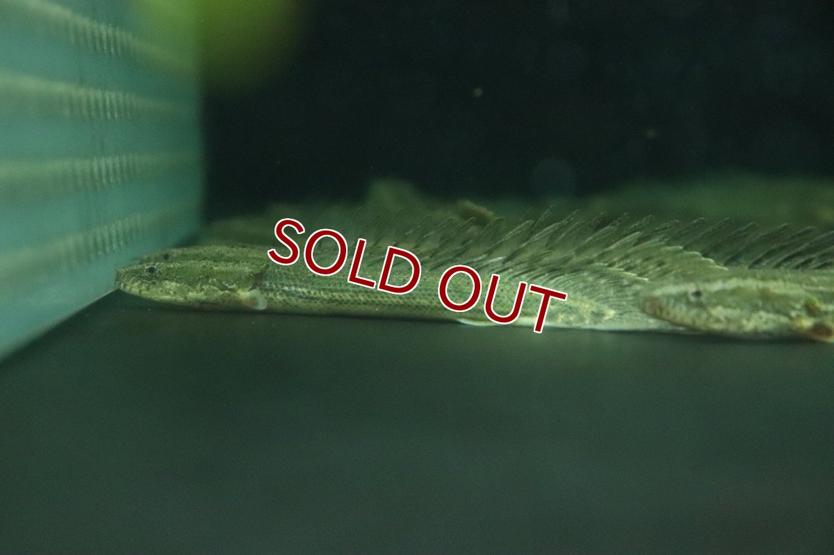 画像4: 【淡水魚】激安 ポリプテルス sp ダボラ  ダボラ産 ワイルド【1匹 サンプル画像】(±10cm)(大型魚)(生体)(熱帯魚)NKO (4)