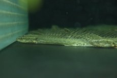 画像4: 【淡水魚】激安 ポリプテルス sp ダボラ  ダボラ産 ワイルド【1匹 サンプル画像】(±10cm)(大型魚)(生体)(熱帯魚)NKO (4)