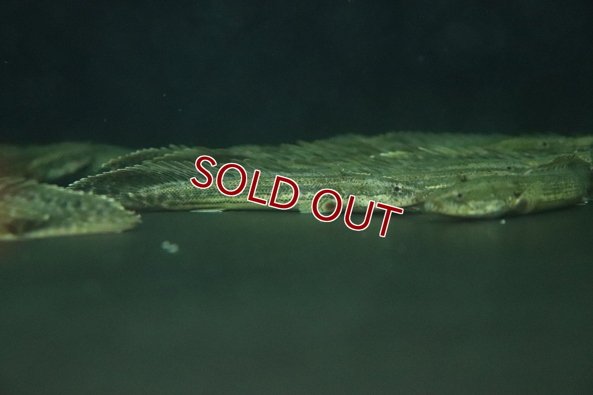 画像5: 【淡水魚】激安 ポリプテルス sp ダボラ  ダボラ産 ワイルド【1匹 サンプル画像】(±10cm)(大型魚)(生体)(熱帯魚)NKO (5)