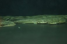 画像5: 【淡水魚】激安 ポリプテルス sp ダボラ  ダボラ産 ワイルド【1匹 サンプル画像】(±10cm)(大型魚)(生体)(熱帯魚)NKO (5)