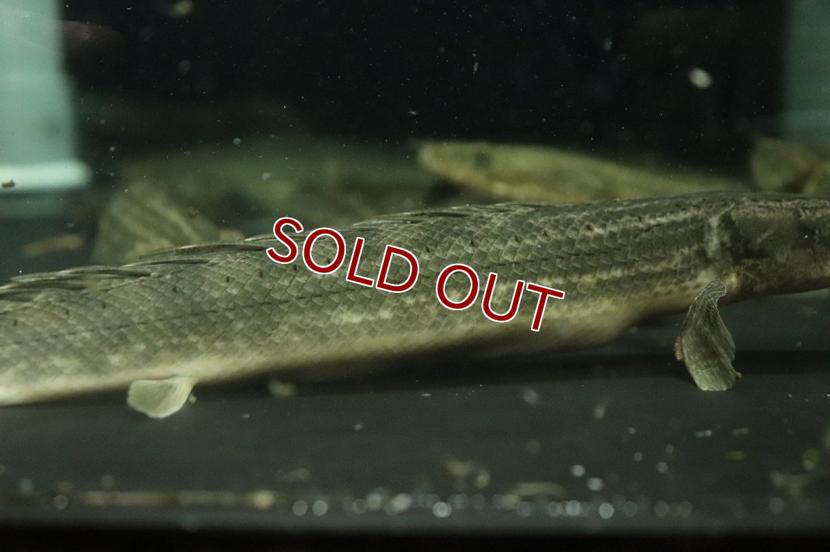 画像3: 【淡水魚】ポリプテルス ビキール ラプラディ OGUTA湖ワイルド【1匹 サンプル画像】(±17-20cm)（大型魚）（生体）（熱帯魚）NKO (3)