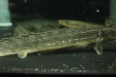 画像3: 【淡水魚】【通販】ポリプテルス ビキール ラプラディ OGUTA湖ワイルド【1匹 サンプル画像】(±17-20cm)（大型魚）（生体）（熱帯魚）NKO (3)