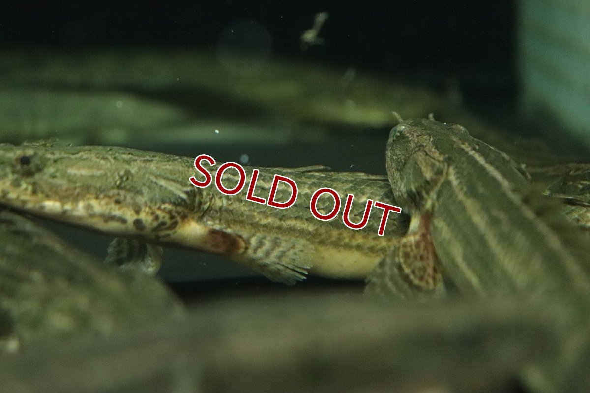 画像4: 【淡水魚】ポリプテルス ビキール ラプラディ OGUTA湖ワイルド【1匹 サンプル画像】(±17-20cm)（大型魚）（生体）（熱帯魚）NKO (4)