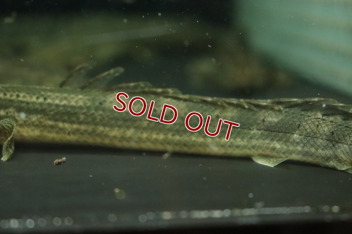 画像5: 【淡水魚】ポリプテルス ビキール ラプラディ OGUTA湖ワイルド【1匹 サンプル画像】(±17-20cm)（大型魚）（生体）（熱帯魚）NKO (5)