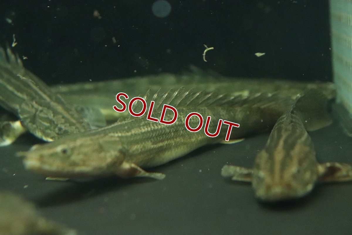 画像6: 【淡水魚】ポリプテルス ビキール ラプラディ OGUTA湖ワイルド【1匹 サンプル画像】(±17-20cm)（大型魚）（生体）（熱帯魚）NKO (6)
