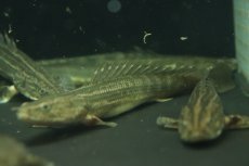 画像6: 【淡水魚】【通販】ポリプテルス ビキール ラプラディ OGUTA湖ワイルド【1匹 サンプル画像】(±17-20cm)（大型魚）（生体）（熱帯魚）NKO (6)