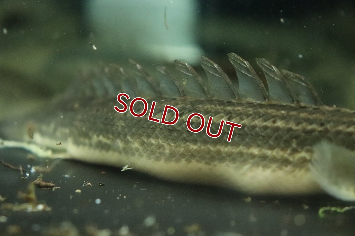 画像7: 【淡水魚】ポリプテルス ビキール ラプラディ OGUTA湖ワイルド【1匹 サンプル画像】(±17-20cm)（大型魚）（生体）（熱帯魚）NKO (7)