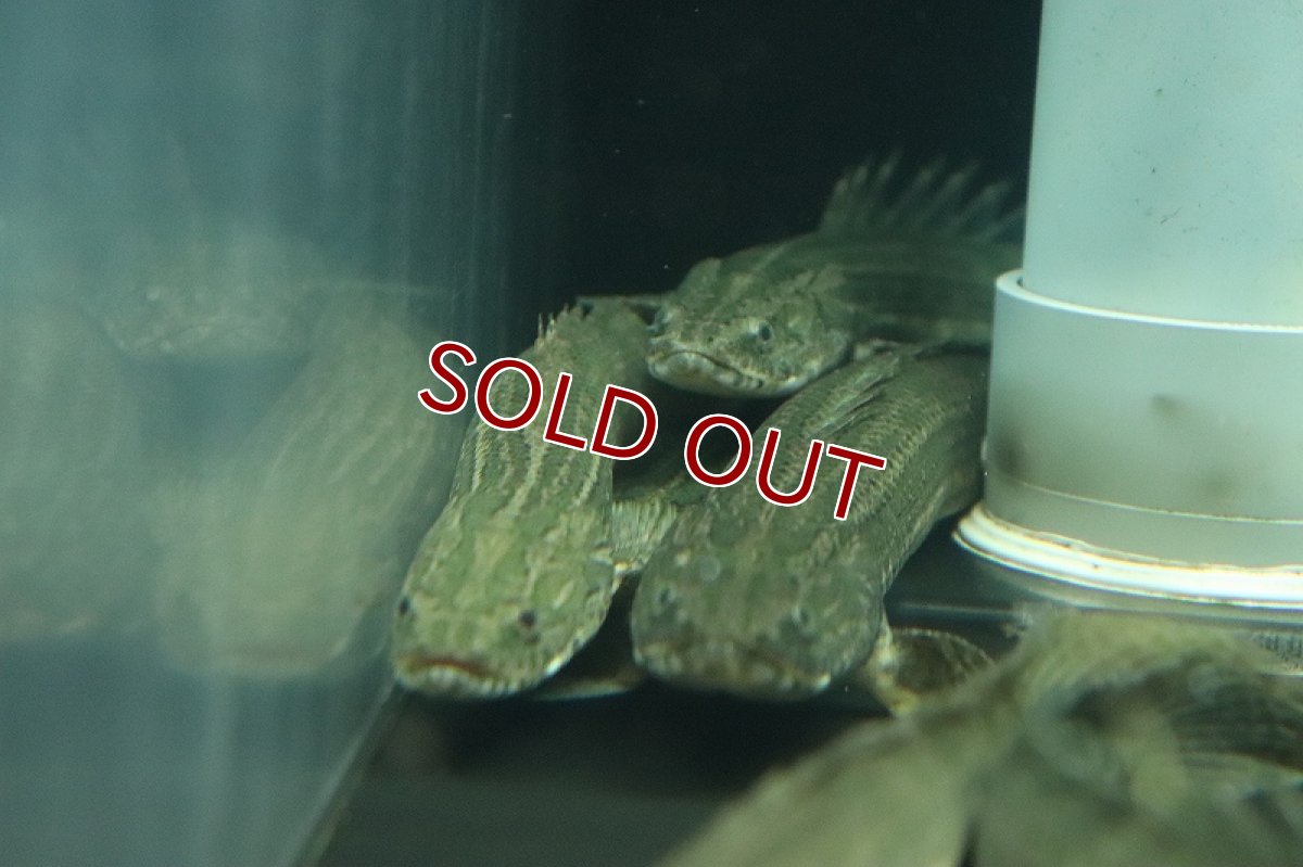 画像8: 【淡水魚】ポリプテルス ビキール ラプラディ OGUTA湖ワイルド【1匹 サンプル画像】(±17-20cm)（大型魚）（生体）（熱帯魚）NKO (8)