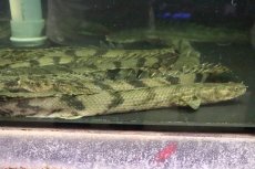 画像2: 【淡水魚】【通販】爆安 ポリプテルス エンドリケリー YEWA産 ワイルド【1匹 サンプル画像】(±25-30cm)(生体)(熱帯魚)NKO (2)