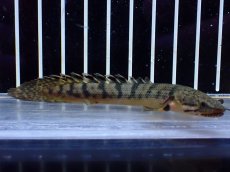 画像1: 【淡水魚】【通販】ポリプテルス ウィークシー コンゴ産 ワイルド【1匹 サンプル画像】(±8-9cm)(大型魚)(生体)(熱帯魚)NKＯ (1)