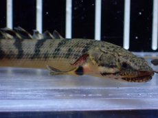 画像2: 【淡水魚】【通販】ポリプテルス ウィークシー コンゴ産 ワイルド【1匹 サンプル画像】(±8-9cm)(大型魚)(生体)(熱帯魚)NKＯ (2)