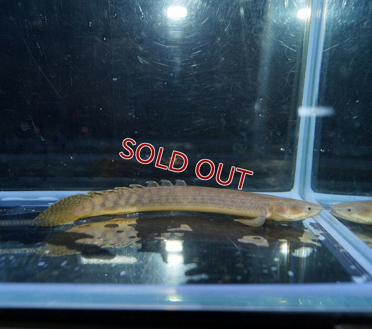 画像2: 【淡水魚】【通販】ポリプテルス レトロピンニス(旧モケレンベンベ) ワイルド【1匹サンプル画像】(±8-10cm)【ポリプテルス】（熱帯魚）NKO (2)