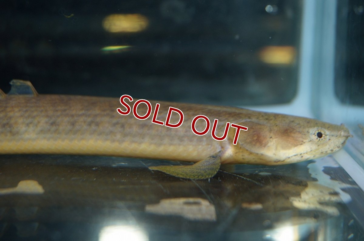 画像3: 【淡水魚】【通販】ポリプテルス レトロピンニス(旧モケレンベンベ) ワイルド【1匹サンプル画像】(±8-10cm)【ポリプテルス】（熱帯魚）NKO (3)