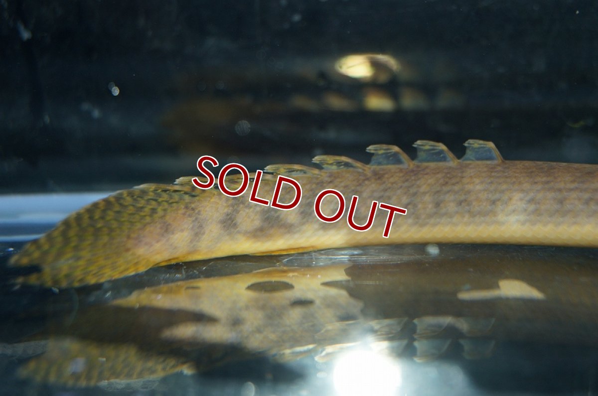 画像4: 【淡水魚】【通販】ポリプテルス レトロピンニス(旧モケレンベンベ) ワイルド【1匹サンプル画像】(±8-10cm)【ポリプテルス】（熱帯魚）NKO (4)