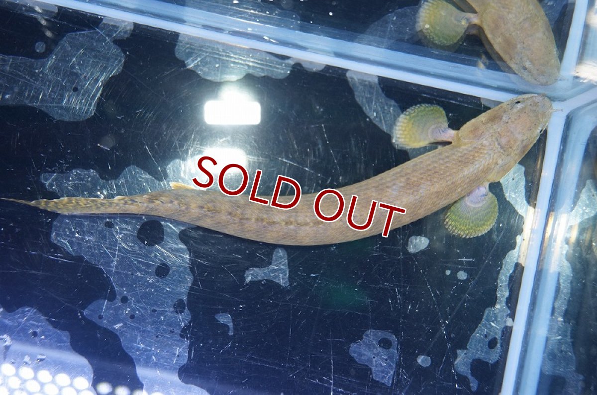 画像5: 【淡水魚】【通販】ポリプテルス レトロピンニス(旧モケレンベンベ) ワイルド【1匹サンプル画像】(±8-10cm)【ポリプテルス】（熱帯魚）NKO (5)