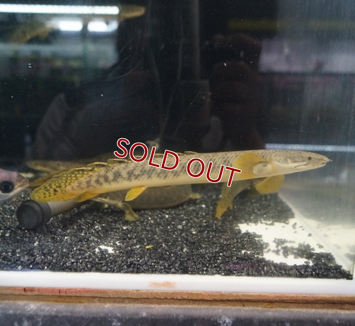 画像2: 【10%OFF対象商品30周年セール】【淡水魚】【通販】激安 大きめ ポリプテルス パルマス ワイルド【1匹サンプル画像】(±15-17cm)（生体）【ポリプテルス】（熱帯魚）NKO (2)