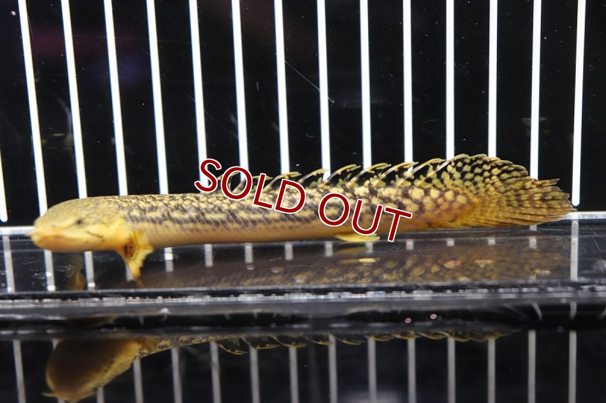 画像2: 【淡水魚】【通販】ポリプテルス ビュティコフェリー (ローウェー) ギニア産 ワイルド【1匹 サンプル画像】±7-8cm　(大型魚)（熱帯魚）NKO (2)