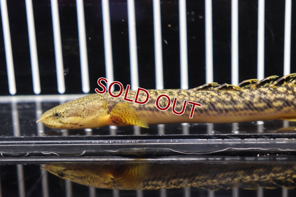 画像3: 【淡水魚】【通販】ポリプテルス ビュティコフェリー (ローウェー) ギニア産 ワイルド【1匹 サンプル画像】±7-8cm　(大型魚)（熱帯魚）NKO (3)