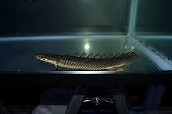 WILDセネガルス (ナイジェリア産) 10%OFF対象商品30周年セール】【淡水魚】【通販】ポリプテルス