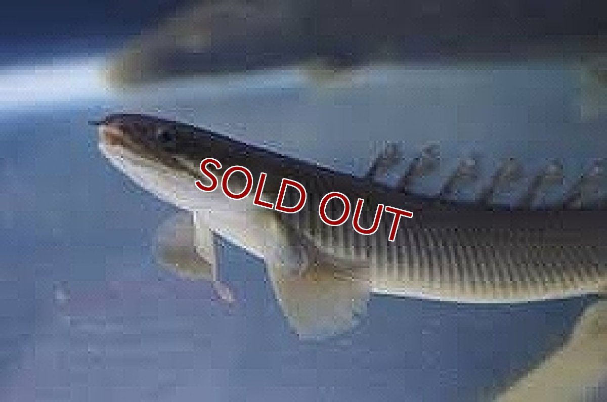 画像2: 【淡水魚】【通販】ポリプテルス セネガルス ナイジェリア産 ワイルド【1匹 サンプル画像】(±15-20ｃｍ)（生体）(大型魚)（熱帯魚）NKO (2)