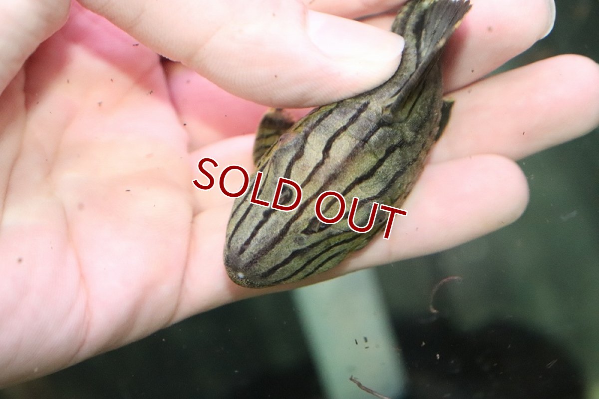 画像2: 【淡水魚】【通販】大きめ グリーンロイヤルプレコ ワイルド【1匹 サンプル画像】(±8-9cm)（生体）（プレコ）（熱帯魚）NKP (2)