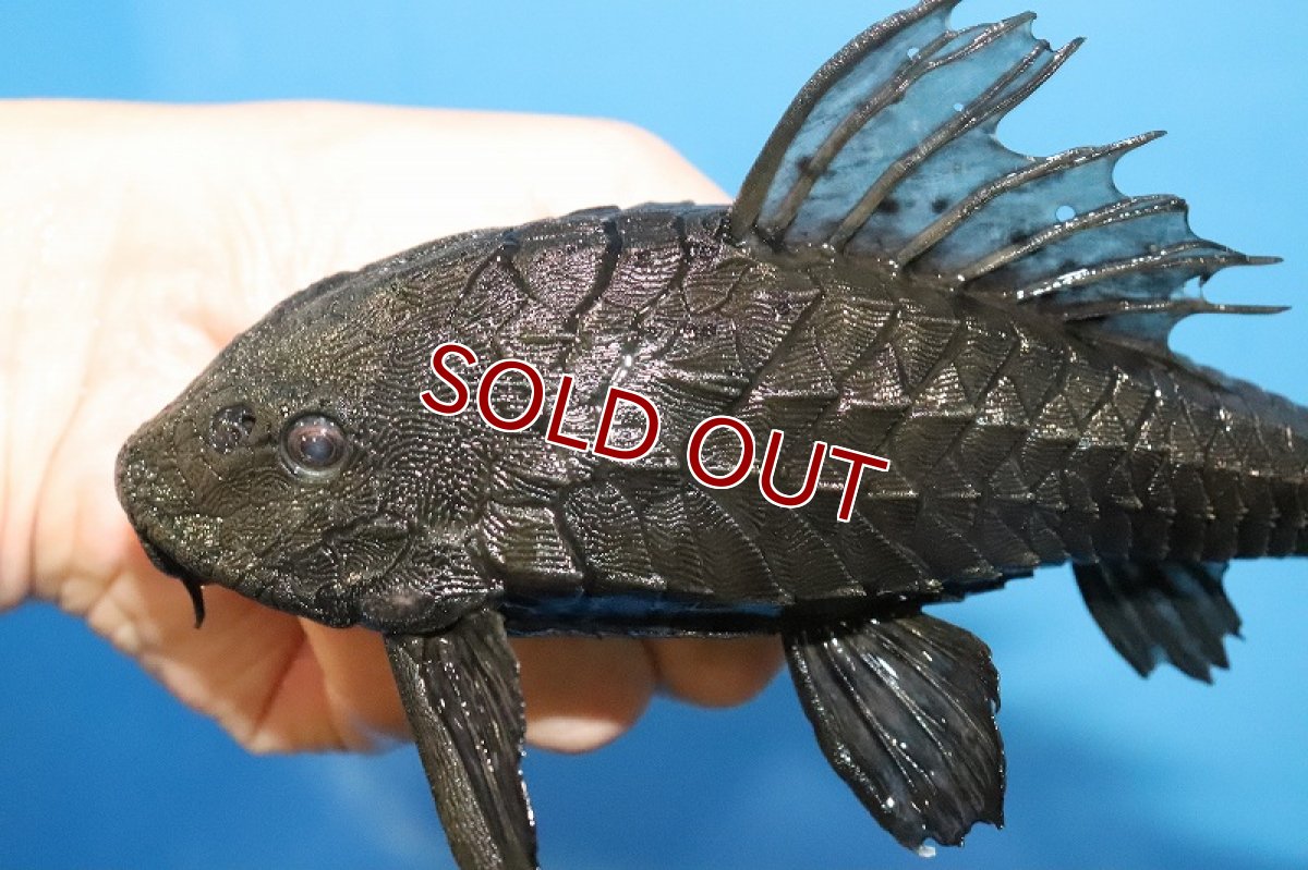 画像2: 【ボーナスセール対象個体　クーポンご利用で更に10％OFF】【淡水魚】【通販】大きめ アーマードプレコ ワイルド【1匹 サンプル画像】(±13-15cm)（プレコ）（生体）（淡水）NKP (2)