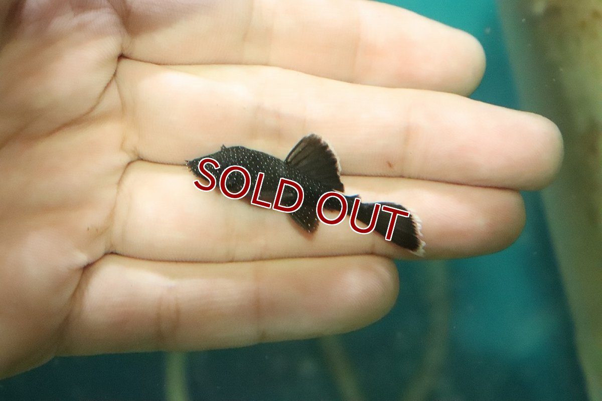 画像2: 【淡水魚】【通販】特価 ホワイトエッジブッシープレコ ワイルド【1匹 サンプル画像】(±4-5cm)（プレコ）（生体）（熱帯魚）NKP (2)