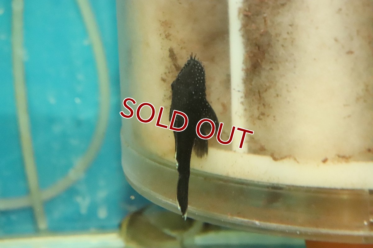 画像3: 【淡水魚】【通販】特価 ホワイトエッジブッシープレコ ワイルド【1匹 サンプル画像】(±4-5cm)（プレコ）（生体）（熱帯魚）NKP (3)