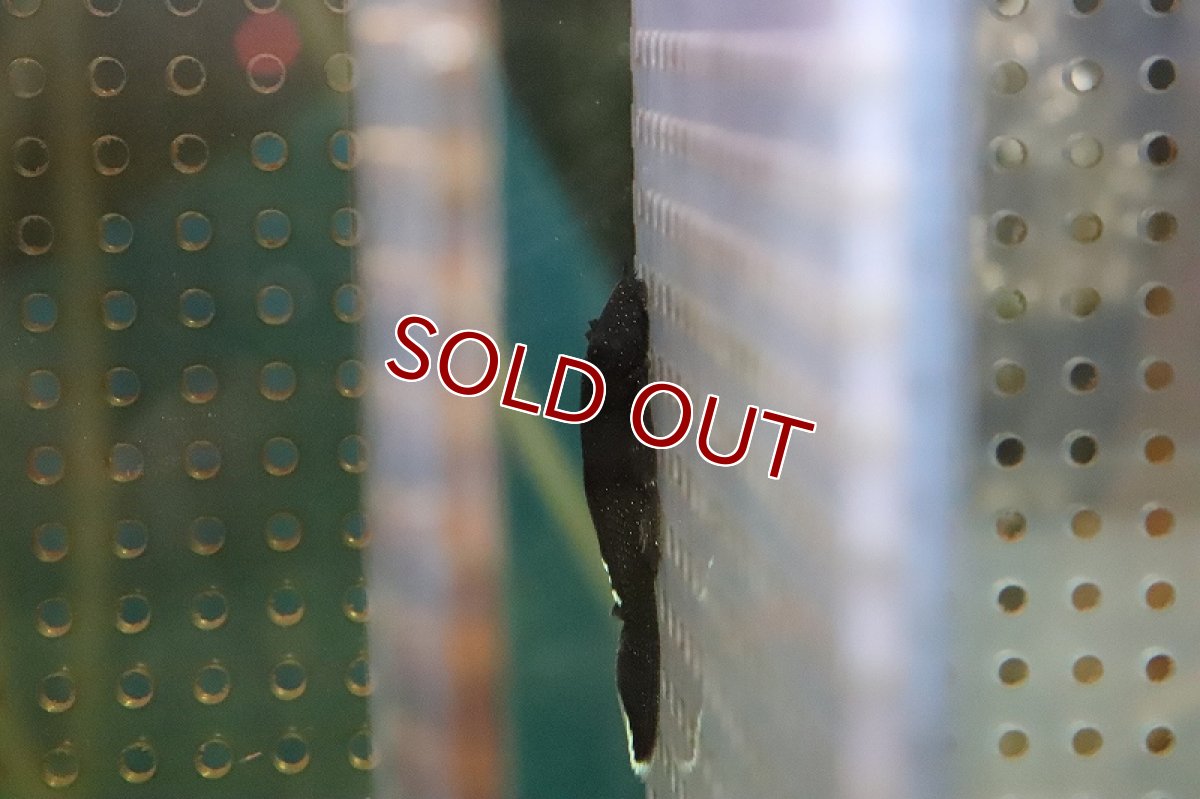 画像4: 【淡水魚】【通販】特価 ホワイトエッジブッシープレコ ワイルド【1匹 サンプル画像】(±4-5cm)（プレコ）（生体）（熱帯魚）NKP (4)