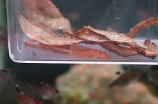 画像3: 【淡水魚】【通販】激安 ロングフィンスーパーレッドブッシープレコ【1匹 サンプル画像】（プレコ）（生体）（淡水）NKP (3)