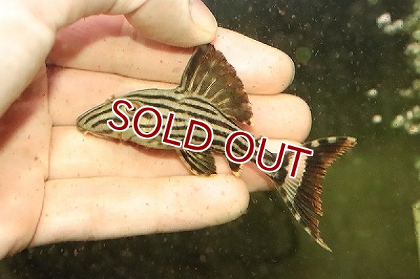 淡水魚】ロイヤルプレコ ワイルド【1匹 サンプル画像】(±3-4cm)（プレコ）（生体）（淡水）NKP - ペットバルーン ネットショップ