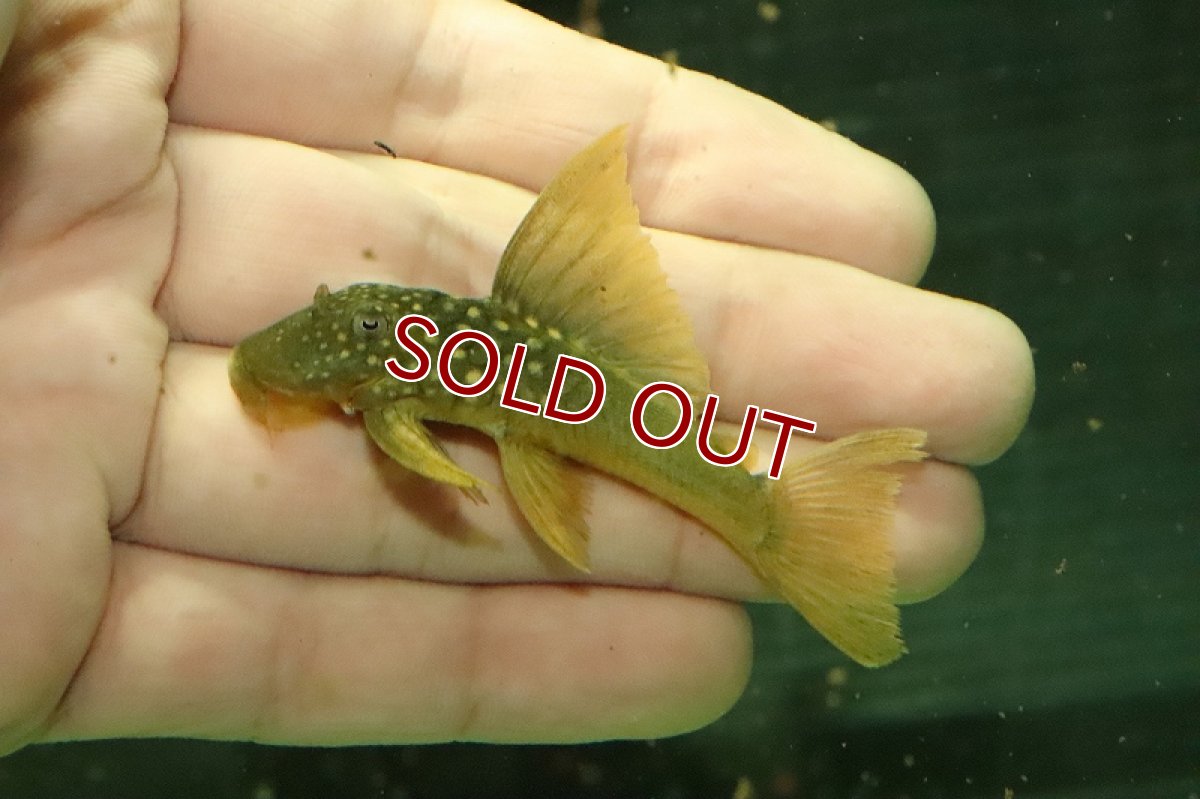 画像1: 【淡水魚】大きめ レモンフィンペコルティア ワイルド【1匹 サンプル画像】(±7-9cm)（プレコ）（生体）（淡水）NKP (1)