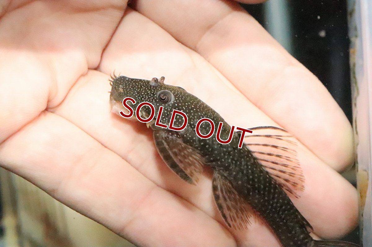 画像2: 【淡水魚】レア種 ブラジル ブッシープレコ トカンチンス産【1匹】(±8.5cm)（プレコ）（生体）（淡水）NKP (2)