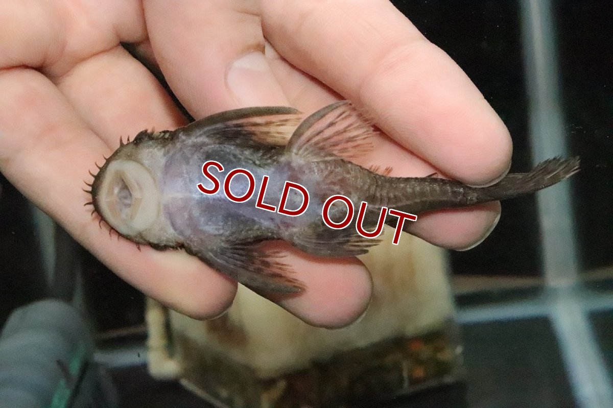 画像3: 【淡水魚】レア種 ブラジル ブッシープレコ トカンチンス産【1匹】(±8.5cm)（プレコ）（生体）（淡水）NKP (3)