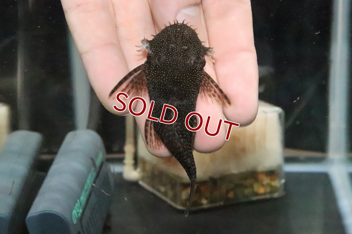 画像4: 【淡水魚】レア種 ブラジル ブッシープレコ トカンチンス産【1匹】(±8.5cm)（プレコ）（生体）（淡水）NKP (4)