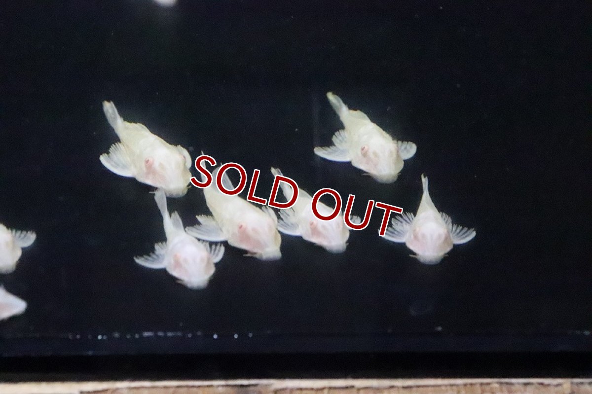 画像1: 【淡水魚】激安 アルビノマーブルセルフィンプレコ【1匹 サンプル画像】(±3-4cm)(プレコ)(生体)(淡水)NKP (1)