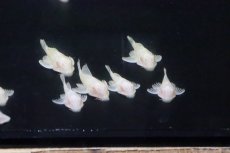 画像1: 【淡水魚】【通販】激安 アルビノマーブルセルフィンプレコ【1匹 サンプル画像】(±3-4cm)(プレコ)(生体)(淡水)NKP (1)