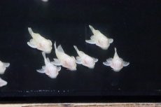画像1: 【淡水魚】激安 アルビノマーブルセルフィンプレコ【1匹 サンプル画像】(±3-4cm)(プレコ)(生体)(淡水)NKP (1)