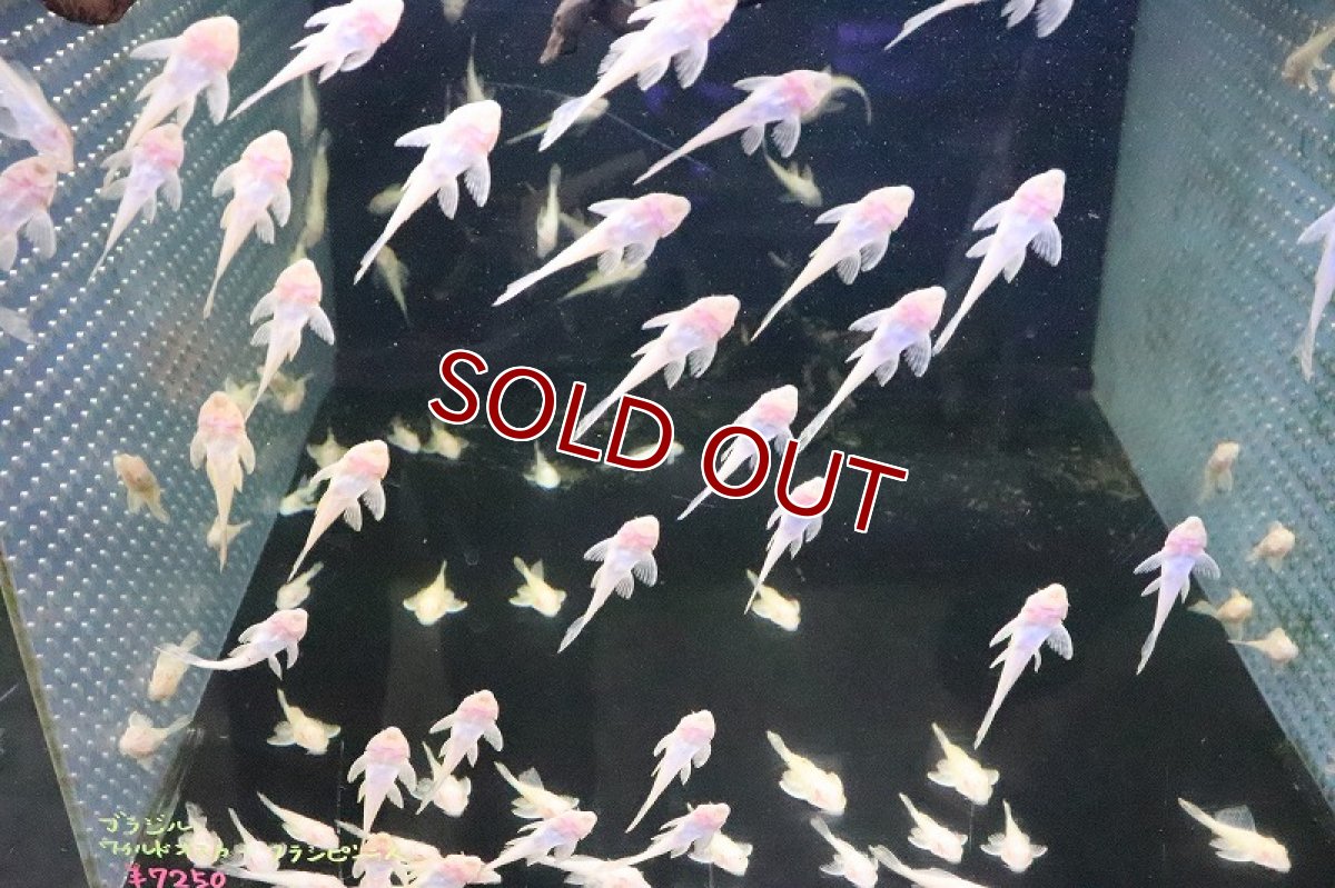 画像2: 【淡水魚】激安 アルビノマーブルセルフィンプレコ【1匹 サンプル画像】(±3-4cm)(プレコ)(生体)(淡水)NKP (2)