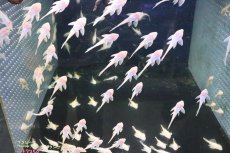 画像2: 【淡水魚】激安 アルビノマーブルセルフィンプレコ【1匹 サンプル画像】(±3-4cm)(プレコ)(生体)(淡水)NKP (2)