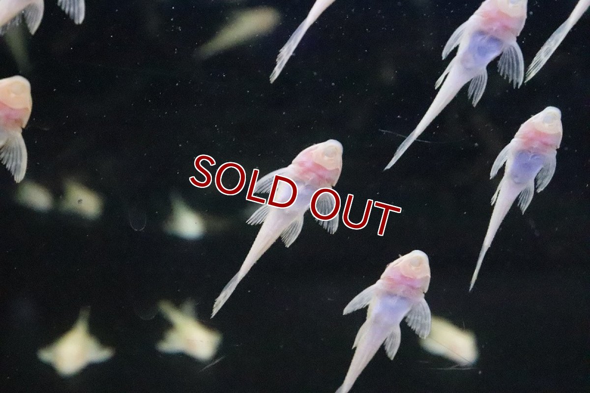 画像3: 【淡水魚】激安 アルビノマーブルセルフィンプレコ【1匹 サンプル画像】(±3-4cm)(プレコ)(生体)(淡水)NKP (3)