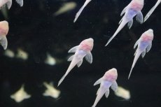 画像3: 【淡水魚】激安 アルビノマーブルセルフィンプレコ【1匹 サンプル画像】(±3-4cm)(プレコ)(生体)(淡水)NKP (3)