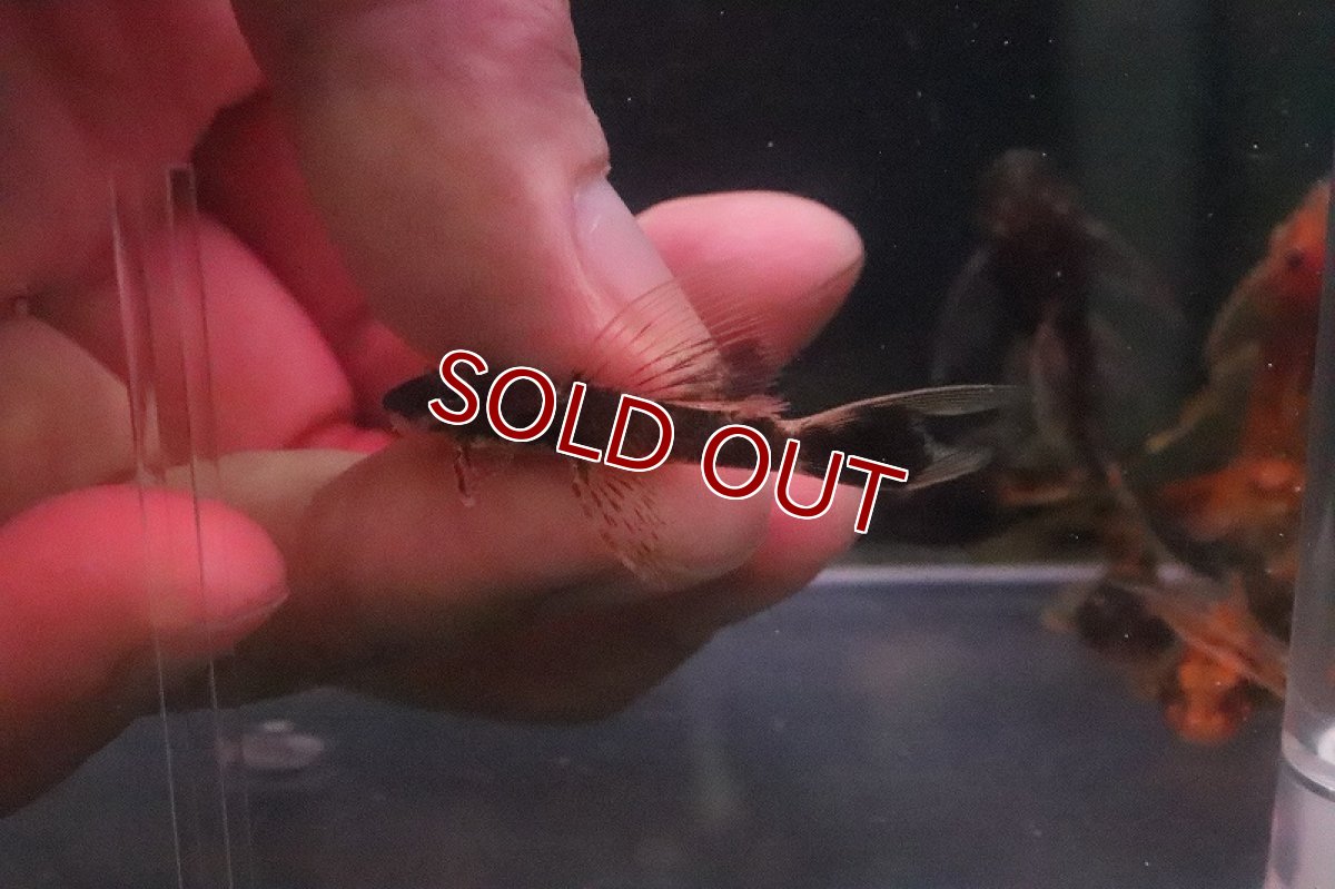 画像2: 【淡水魚】レア種 ロングフィン オレンジマーブルブッシープレコ【１匹】(±3cm)(プレコ)（生体）（熱帯魚）NKＰ (2)