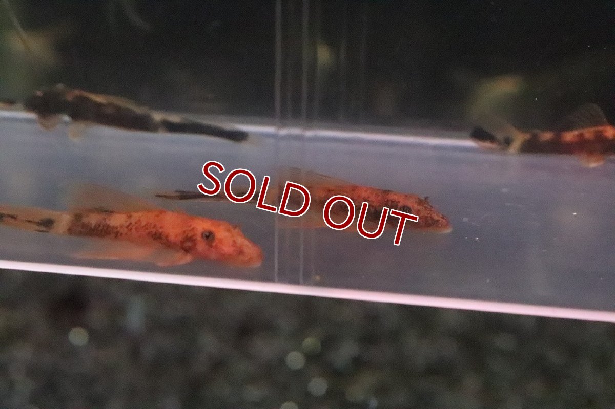 画像3: 【淡水魚】レア種 ロングフィン オレンジマーブルブッシープレコ【１匹】(±3cm)(プレコ)（生体）（熱帯魚）NKＰ (3)