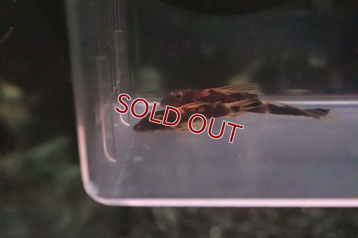 画像2: 【淡水魚】レア種 オレンジマーブルブッシープレコ【１匹】(±3cm)(プレコ)（生体）（熱帯魚）NKＰ (2)