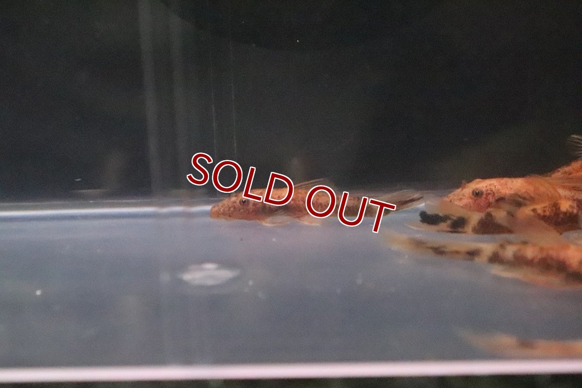 画像3: 【淡水魚】レア種 オレンジマーブルブッシープレコ【１匹】(±3cm)(プレコ)（生体）（熱帯魚）NKＰ (3)