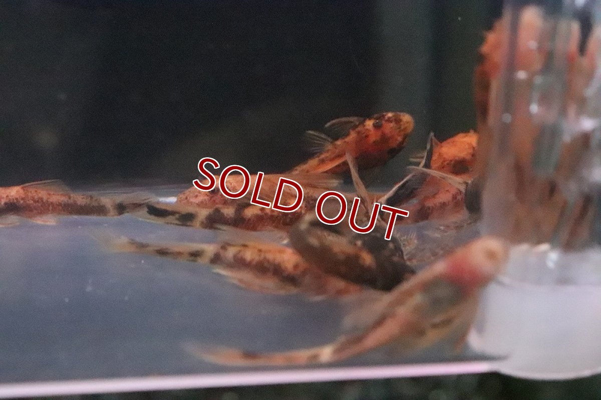 画像4: 【淡水魚】レア種 オレンジマーブルブッシープレコ【１匹】(±3cm)(プレコ)（生体）（熱帯魚）NKＰ (4)