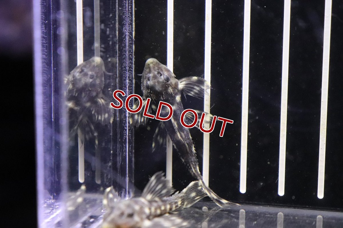 画像3: 【淡水魚】超激安 ミッドナイトドラゴントリムプレコ【1匹】(±4.5-5cm)(プレコ)(生体)(熱帯魚)NKP (3)