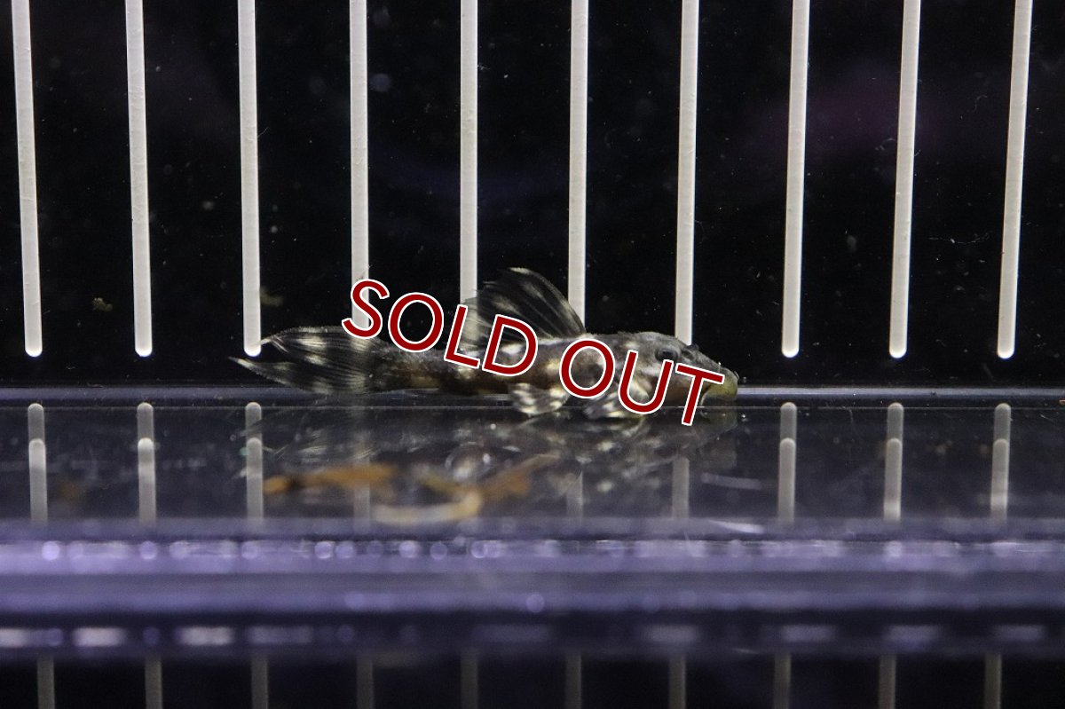 画像4: 【淡水魚】超激安 ミッドナイトドラゴントリムプレコ【1匹】(±4.5-5cm)(プレコ)(生体)(熱帯魚)NKP (4)